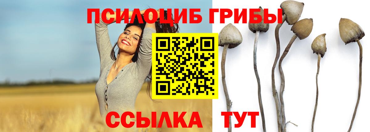 Галлюциногенные грибы Psilocybine cubensis  наркотики  Кисловодск  Вход с VPN 